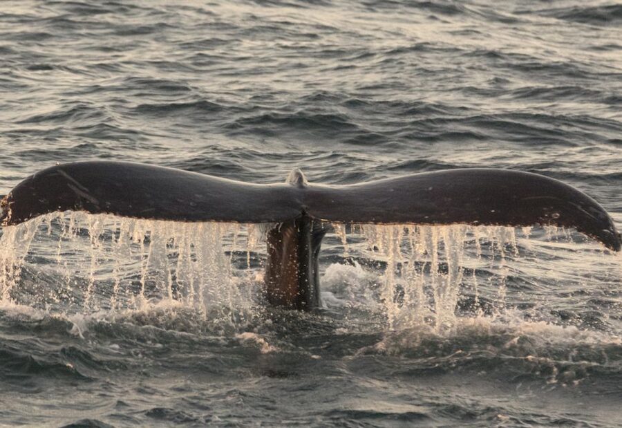 Monterey: Whale Watching Tour with A Marine Guide - The marine guide makes the difference