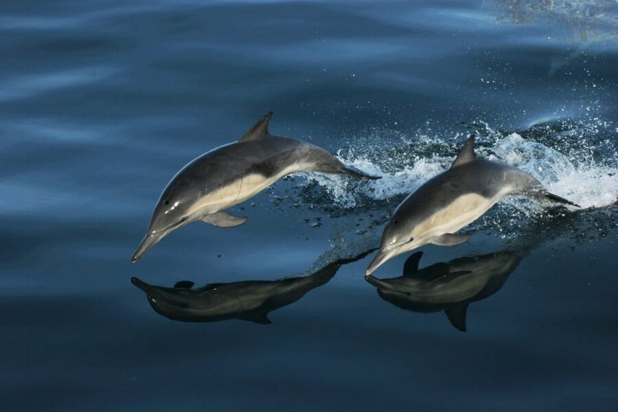 Monterey: Whale Watching Tour with A Marine Guide - How close will the whales come?