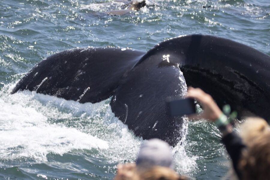Monterey: Whale Watching Tour with A Marine Guide - Is $70 a good value?