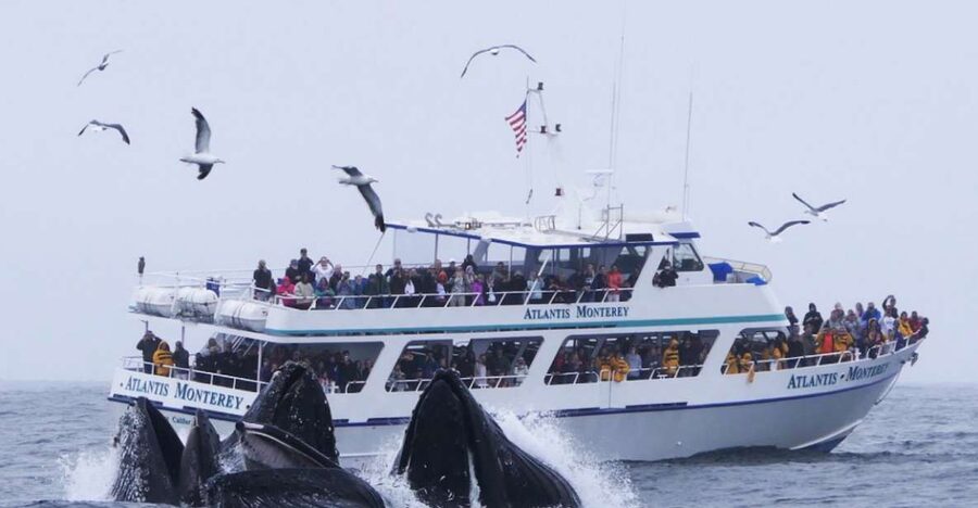 Monterey: Whale Watching Tour with A Marine Guide - Choosing between the cabin and the open deck