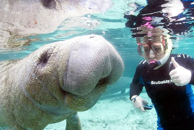 Most Popular 3hr Manatee Swim Tour + In-Water Guide! - A quiet meeting with wild manatees