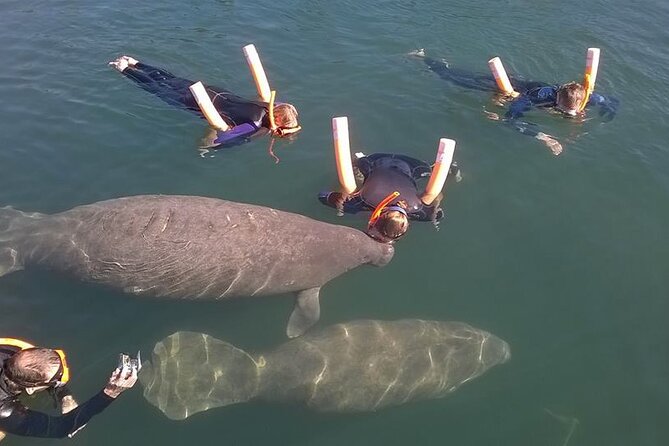 Most Popular 3hr Manatee Swim Tour + In-Water Guide! - What to expect at Three Sisters Springs