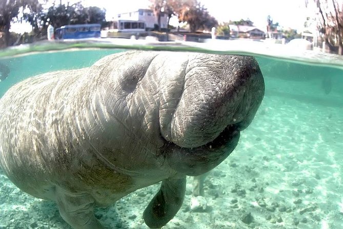 Most Popular 3hr Manatee Swim Tour + In-Water Guide! - Cold water, crowded springs, and other tradeoffs