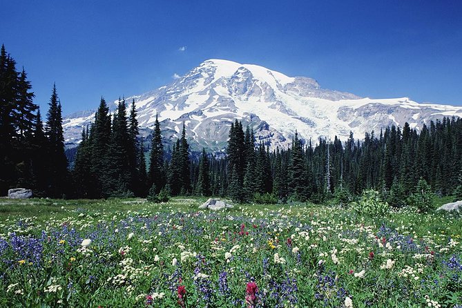 Mt. Rainier Day Tour from Seattle - Longmire gives the day a useful first chapter