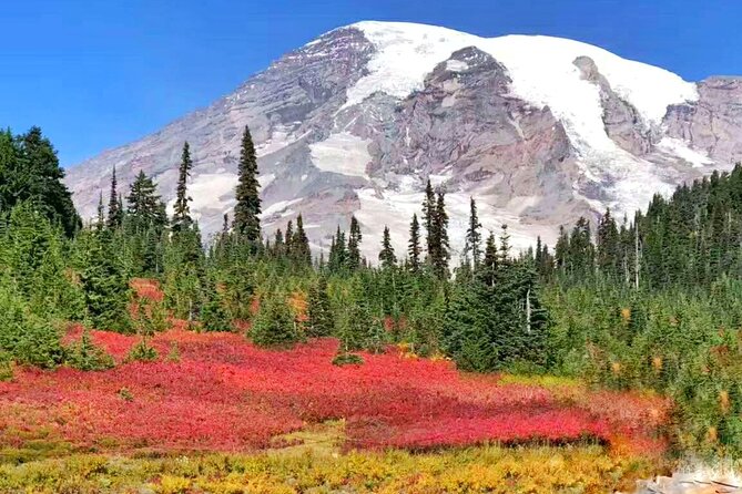 Mt Rainier National Park Small Group Day Tour from Seattle 2CanGo - Christine Falls is a quick stop with a big payoff