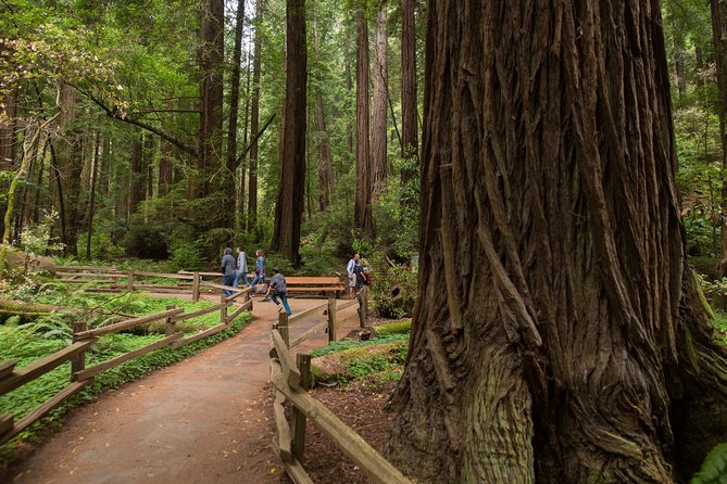 Muir Woods and Sausalito (Return by Bus or Ferry) - Why this San Francisco day trip works