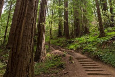 Muir Woods and Sausalito (Return by Bus or Ferry)