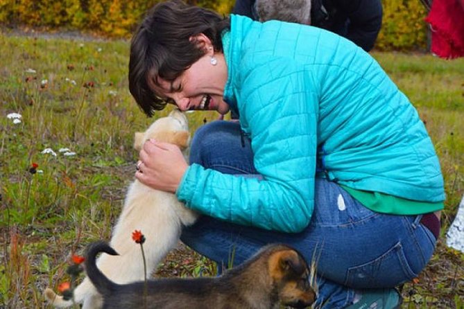 Mush Your Own Sled Dog Team (Summer/Fall Tour) - Key details to know before booking
