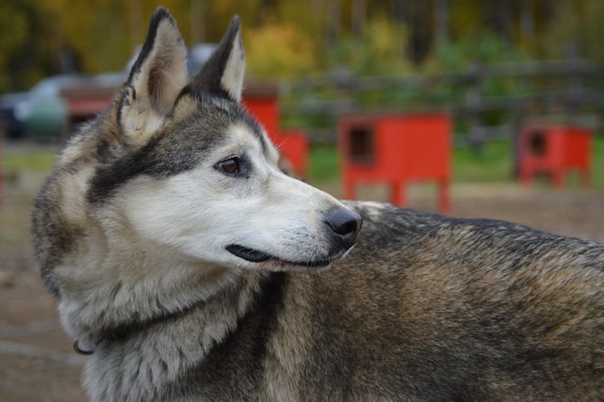 Mush Your Own Sled Dog Team (Summer/Fall Tour) - Leaving Talkeetna for the sled dog kennel