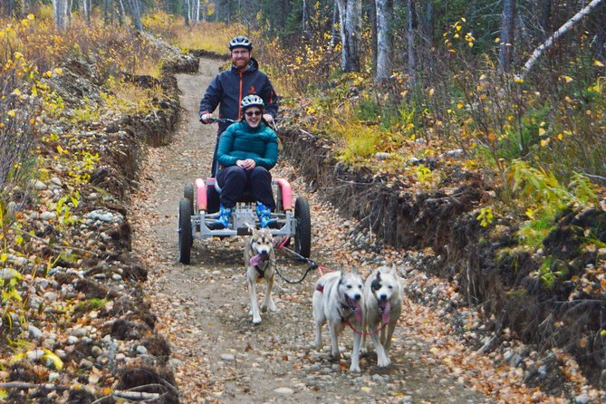 Mush Your Own Sled Dog Team (Summer/Fall Tour) - Taking the two-person rig through the forest