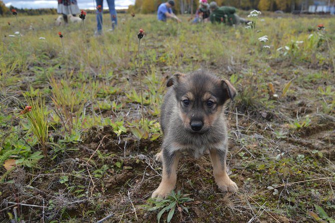 Mush Your Own Sled Dog Team (Summer/Fall Tour) - The kennel visit, puppies, and working-dog life