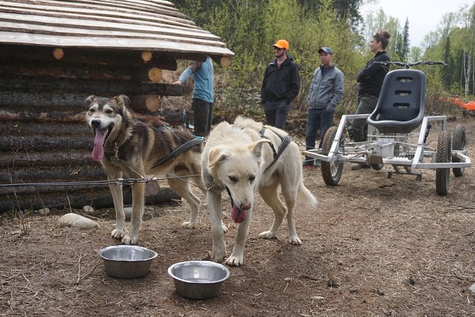 Mush Your Own Sled Dog Team (Summer/Fall Tour) - The $199 price and what you receive