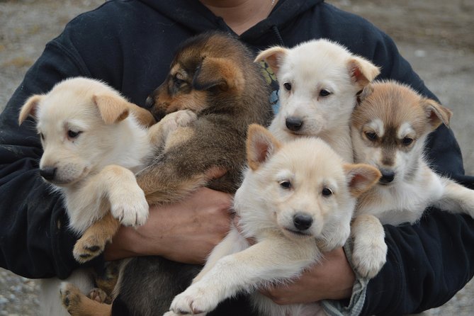 Mush Your Own Sled Dog Team (Summer/Fall Tour) - Meeting the athletes before the run
