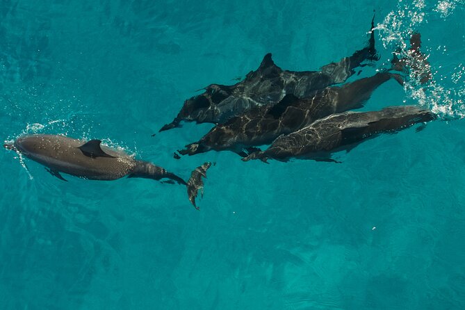 Na Pali Coast Half-Day Raft and Snorkel Adventure - Breakfast or lunch is included