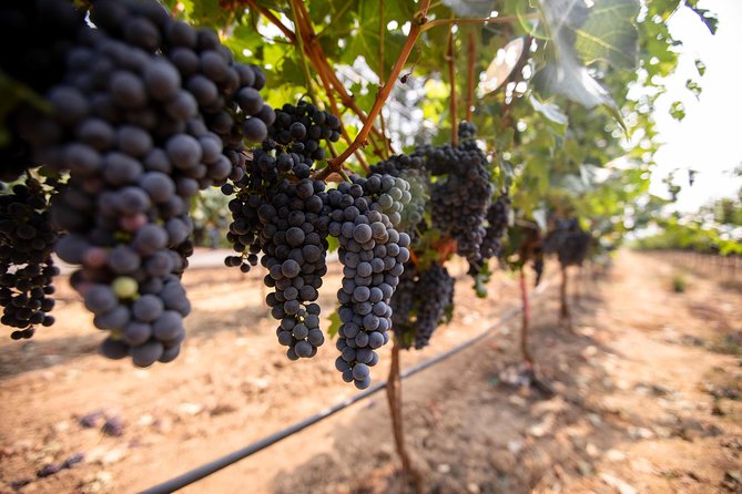Napa and Sonoma Wine Country Full-Day Tour from San Francisco - Sonoma Plaza gives you control of lunchtime
