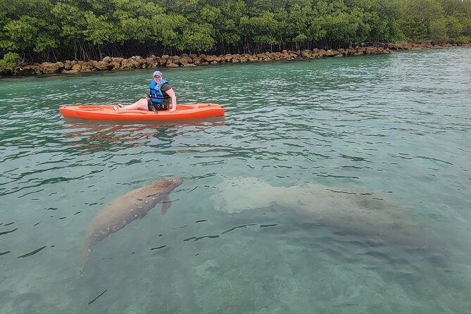 Nature & Island Exploration on SUP/Kayak - Paddling through the mangrove channels