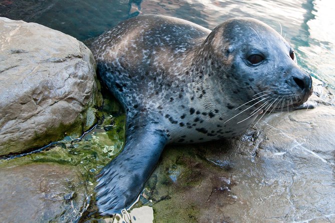 New England Aquarium Admission Ticket in Boston - How long you need and how crowded it feels