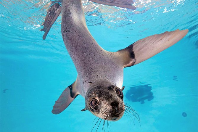 New England Aquarium Admission Ticket in Boston - Penguins, seals, and marine mammals