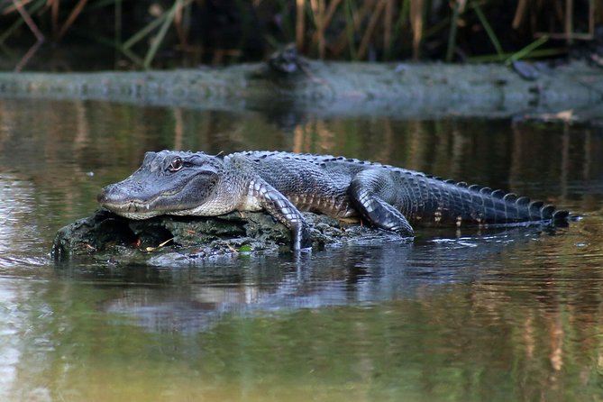 New Orleans Airboat Ride - Is $59 a fair price?
