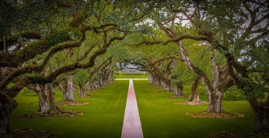 New Orleans: Bayou Swamp Tour and Oak Alley Plantation Tour - A long day that covers two sides of Louisiana