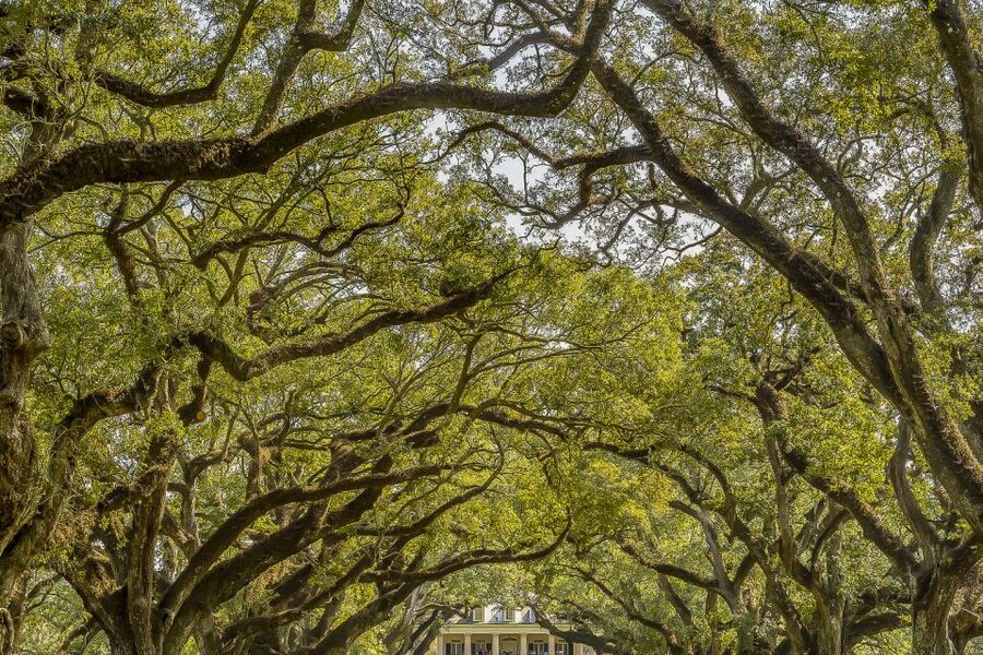New Orleans: Bayou Swamp Tour and Oak Alley Plantation Tour - Manchac Bayou: wildlife from a covered boat