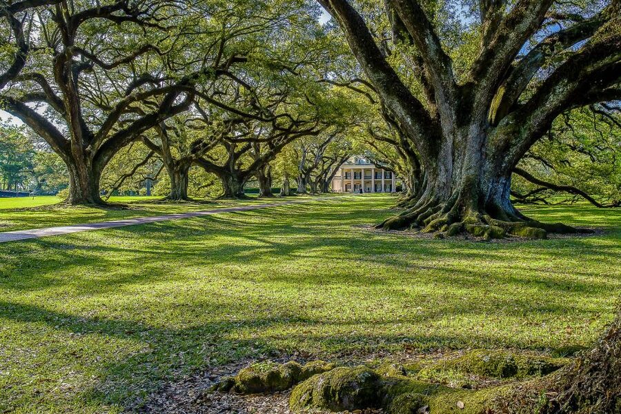 New Orleans: Bayou Swamp Tour and Oak Alley Plantation Tour - The history deserves a slower pace than the schedule allows