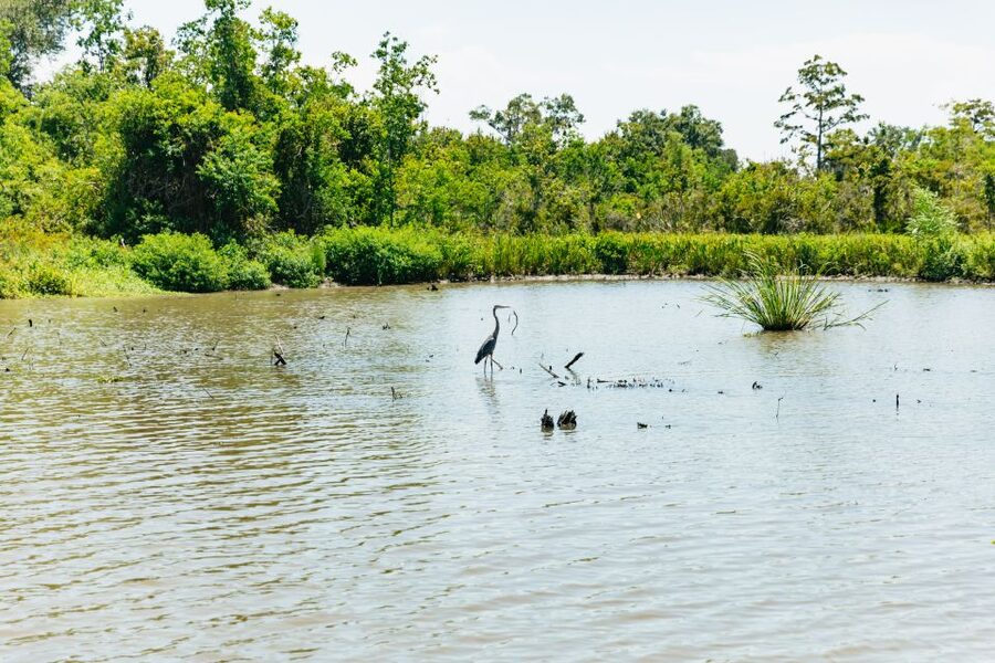 New Orleans: Bayou Tour in Jean Lafitte National Park - What Makes This Bayou Trip Worth Your Time