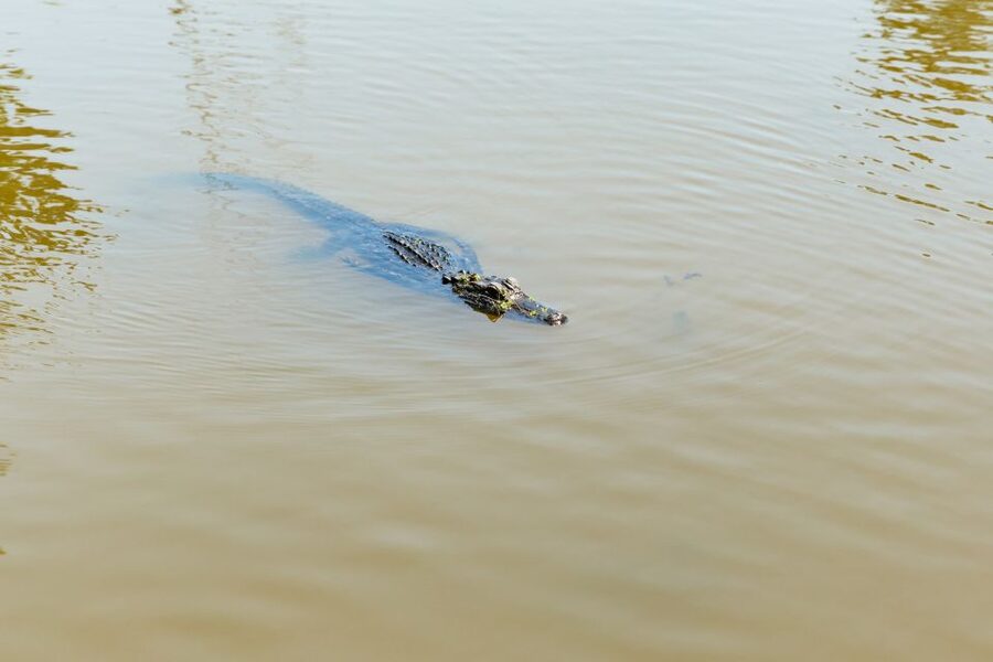 New Orleans: Bayou Tour in Jean Lafitte National Park - Finding Alligators, Birds, and Smaller Creatures