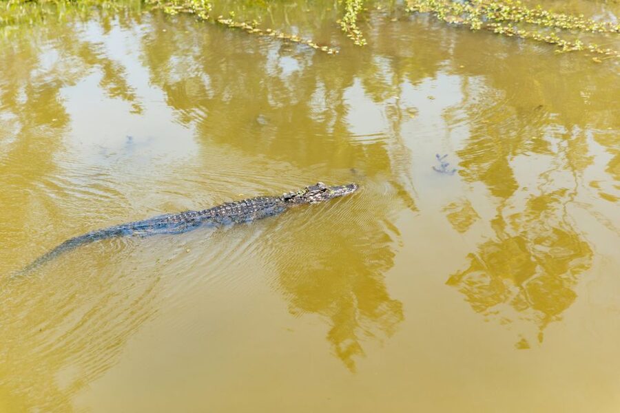 New Orleans: Bayou Tour in Jean Lafitte National Park - Sunshine the Pig and Patrick the Possum