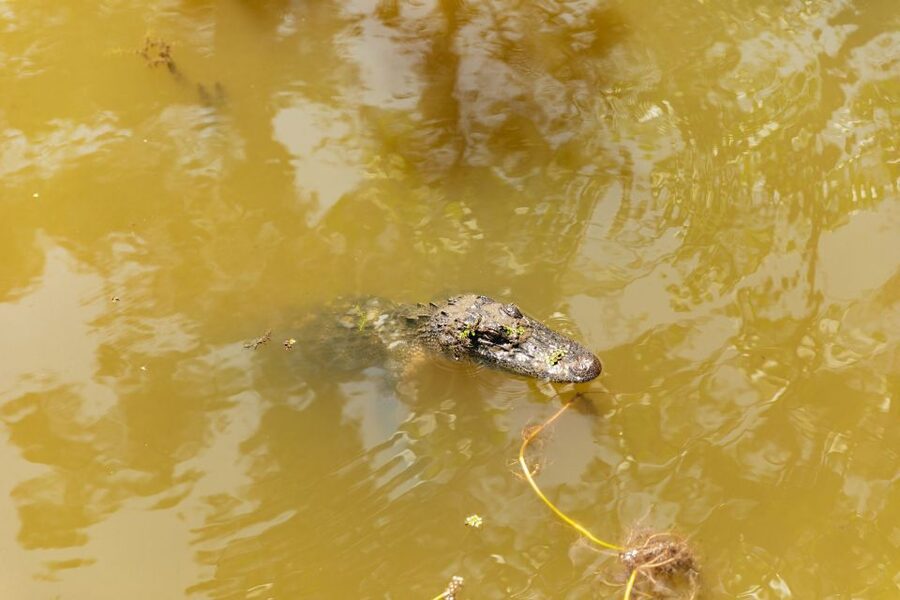 New Orleans: Bayou Tour in Jean Lafitte National Park - Is $32 a Good Price?