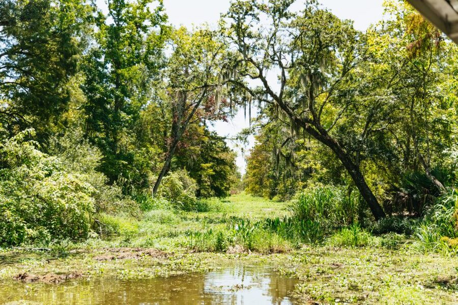New Orleans: Bayou Tour in Jean Lafitte National Park - The First Look at Louisiana’s Wetlands