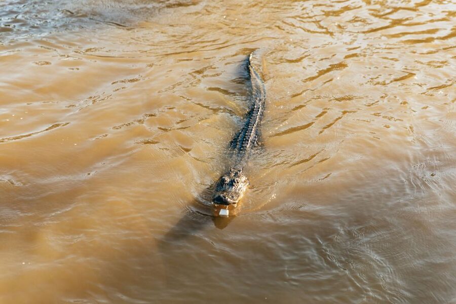 New Orleans: Guided Swamp Cruise by Tour Boat - At the dock: simple facilities and an easy start