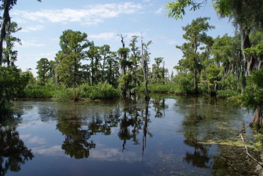 New Orleans: High Speed 16 Passenger Airboat Ride - Key points to know before you book