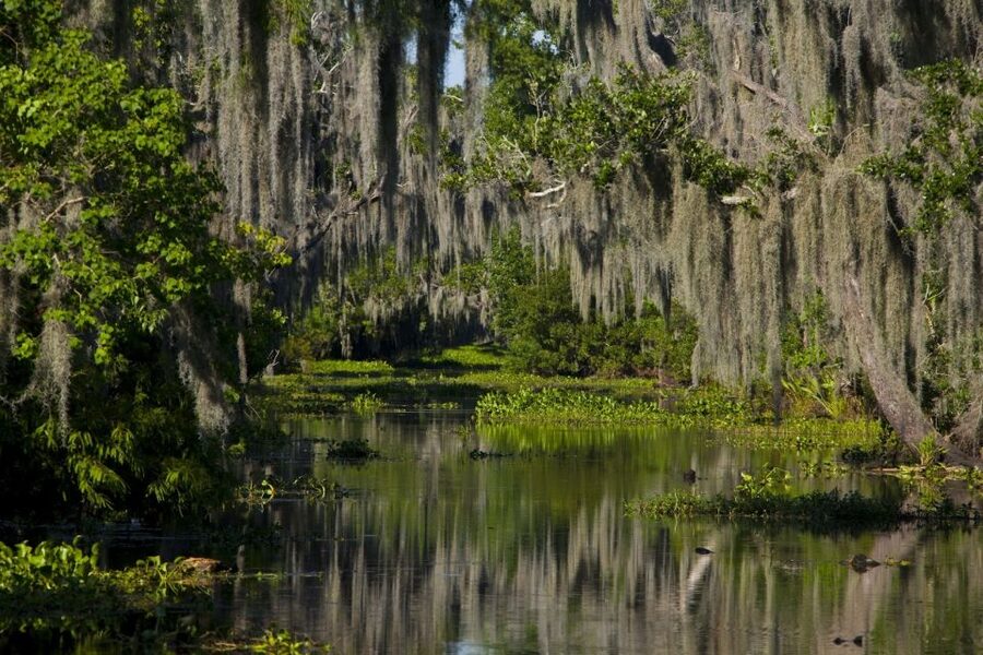 New Orleans: High Speed 16 Passenger Airboat Ride - A 100-minute route through Jean Lafitte