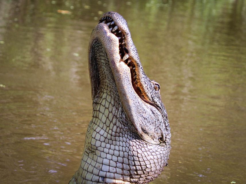 New Orleans: High Speed 16 Passenger Airboat Ride - Weather, comfort, and safety details