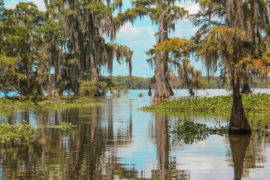 New Orleans: High Speed 9 Passenger Airboat Tour - Finding alligators without turning the swamp into a zoo
