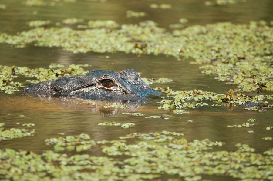 New Orleans: High Speed 9 Passenger Airboat Tour - What makes the small boat better