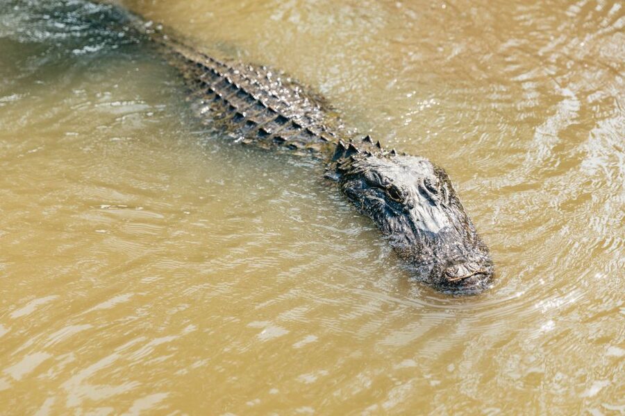 New Orleans: High Speed 9 Passenger Airboat Tour - The 9706 Barataria Boulevard dock