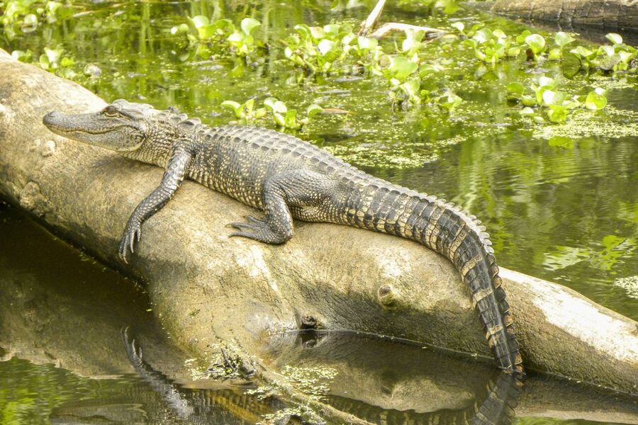 New Orleans Manchac Bayou Swamp Cruise W/ Optional Pick-Up - The 90-minute pontoon ride
