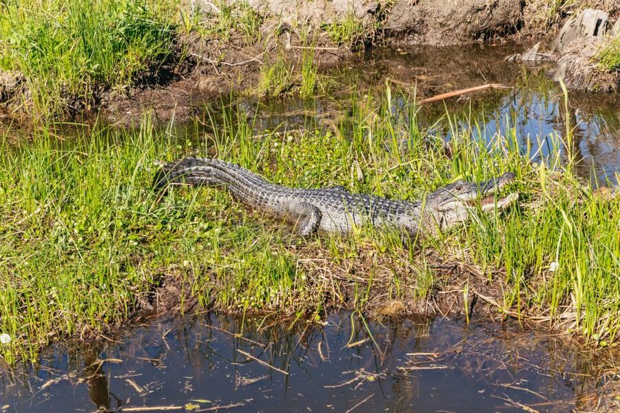New Orleans: Oak Alley Plantation & Airboat Swamp Combo Tour - Is $160 a fair price?