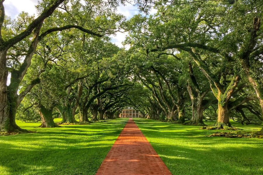 New Orleans: Oak Alley Plantation Tour with Transportation - The oak alley: beautiful, old, and not just a photo stop
