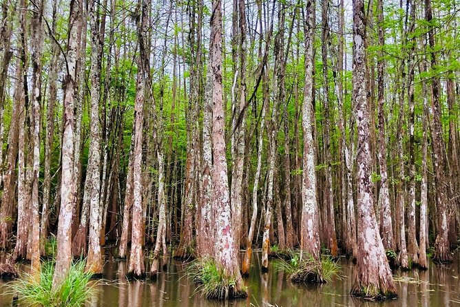 New Orleans Self-Transport Swamp and Bayou Boat Tour - The first stretch through Honey Island Swamp