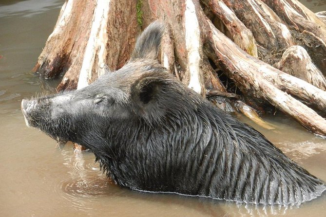New Orleans Self-Transport Swamp and Bayou Boat Tour - Raccoons, birds, and the quieter rewards