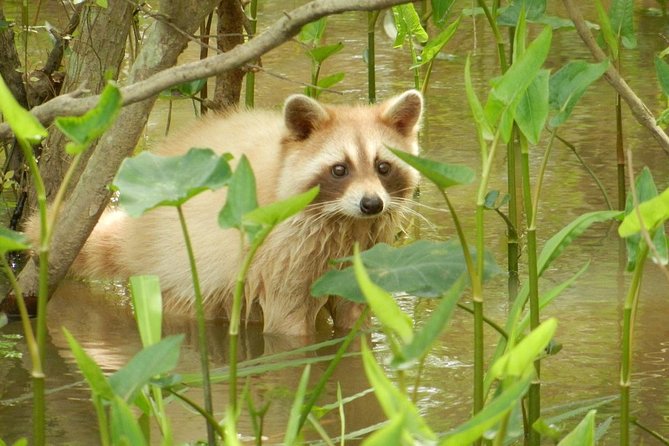 New Orleans Self-Transport Swamp and Bayou Boat Tour - What the two-hour schedule feels like