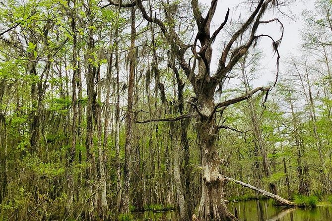 New Orleans Swamp and Bayou Boat Tour with Transportation - The pickup at North Rampart Street