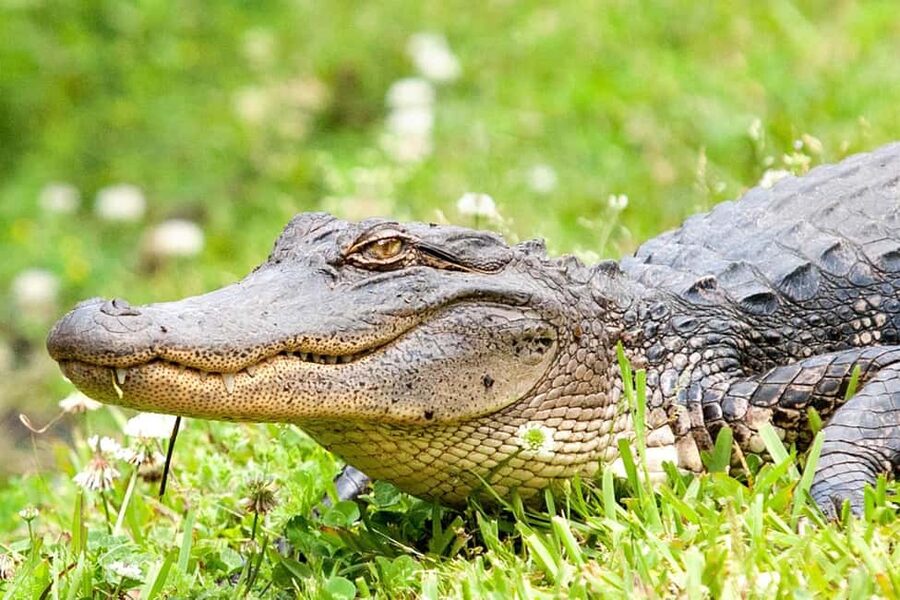 New Orleans: Swamp Boat Ride & Oak Alley Plantation Tour - Alligators, raccoons, and wild boars