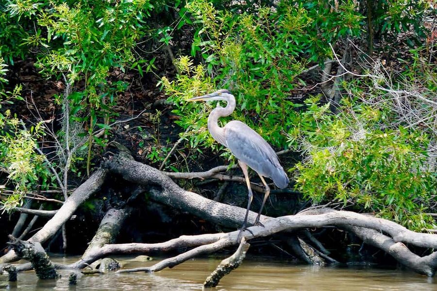 New Orleans: Swamp Boat Ride & Oak Alley Plantation Tour - The guides make the long day easier