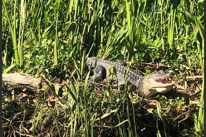 New Orleans Swamp Tour Boat Adventure - Why the Barataria swamps are worth your time