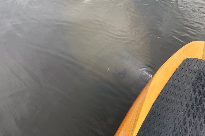 New Smyrna Dolphin and Manatee Kayak and SUP Adventure Tour - Key points to know before you go