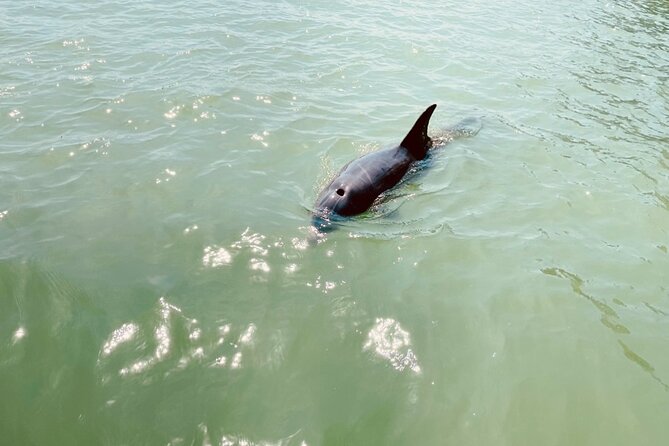 New Smyrna Dolphin and Manatee Kayak and SUP Adventure Tour - The wildlife search is the heart of the trip